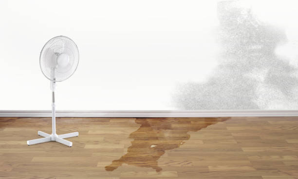 Best Water damage cleanup near me  in Cypress, CA