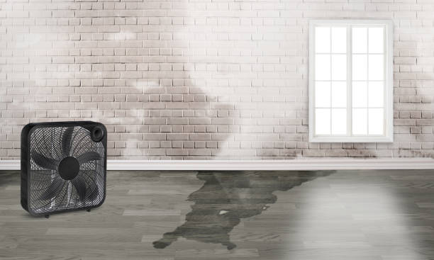 Best Basement water damage restoration  in Cypress, CA